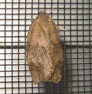 Image of Large Aspen Tortrix