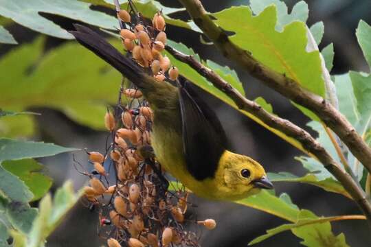 Image of Olive-headed Brush-Finch