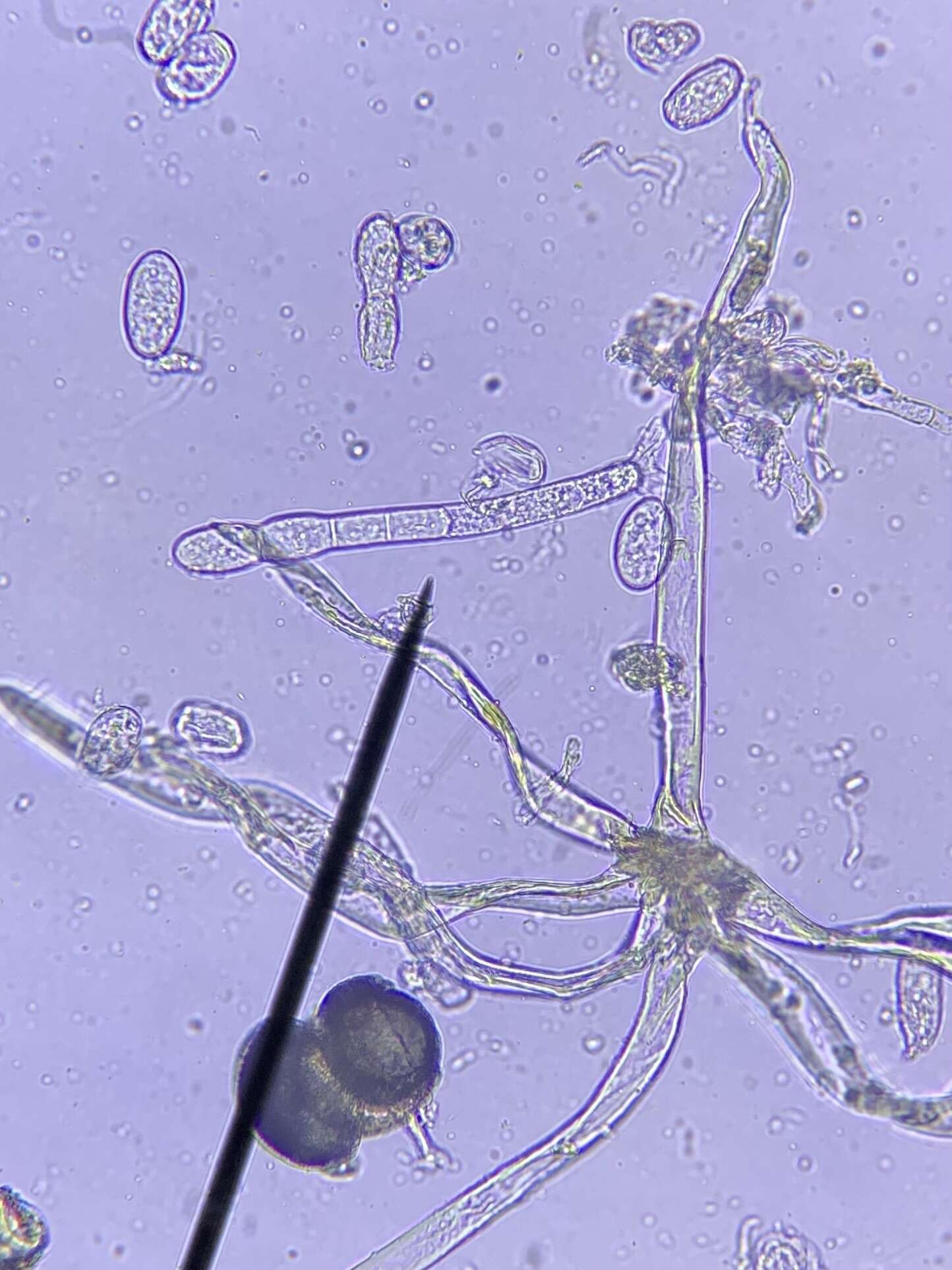 Podosphaera erigerontis-canadensis (Lév.) U. Braun & T. Z. Liu 2010的圖片