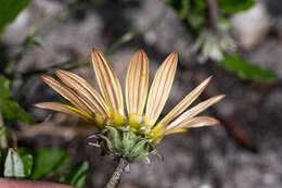 Image of Arctotis scabra Thunb.