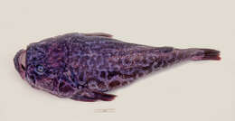 صورة Pleuroscopus pseudodorsalis Barnard 1927