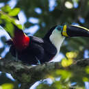 Image of <i>Ramphastos vitellinus pintoi</i>