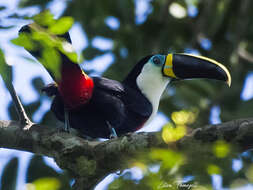 Image of <i>Ramphastos vitellinus pintoi</i>