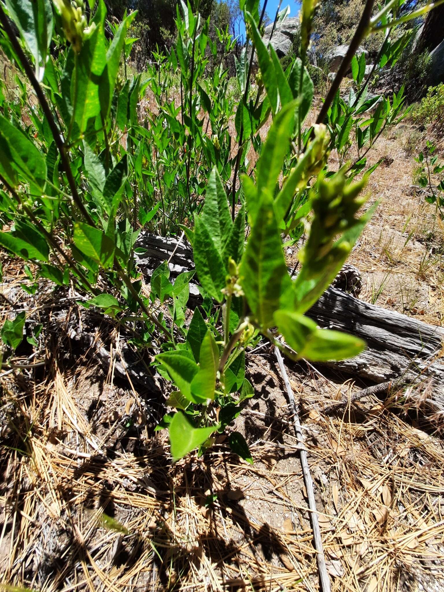 Image of Parish's California tea