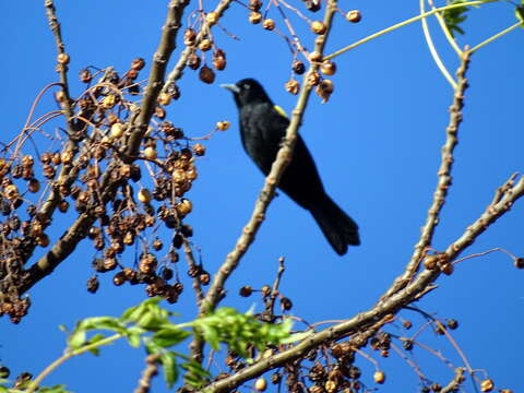 Image of Golden-winged Cacique