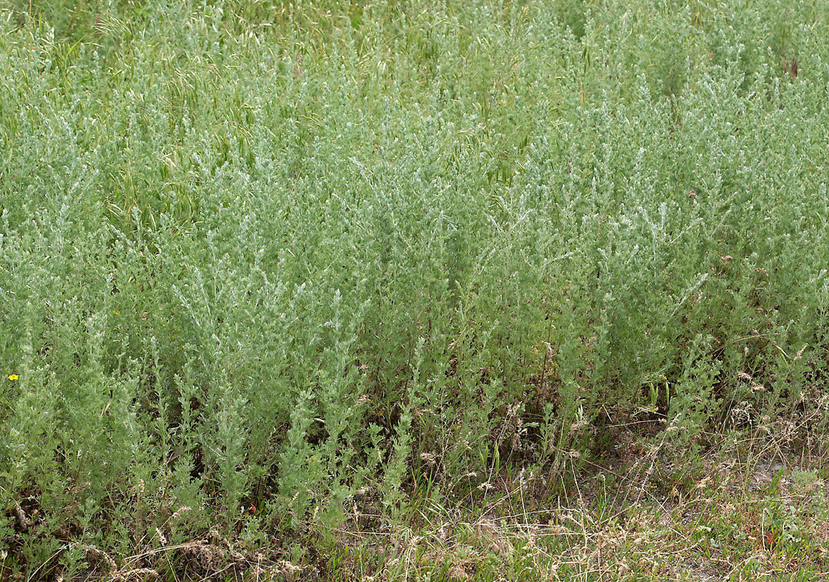 Слика од Artemisia austriaca Jacq.