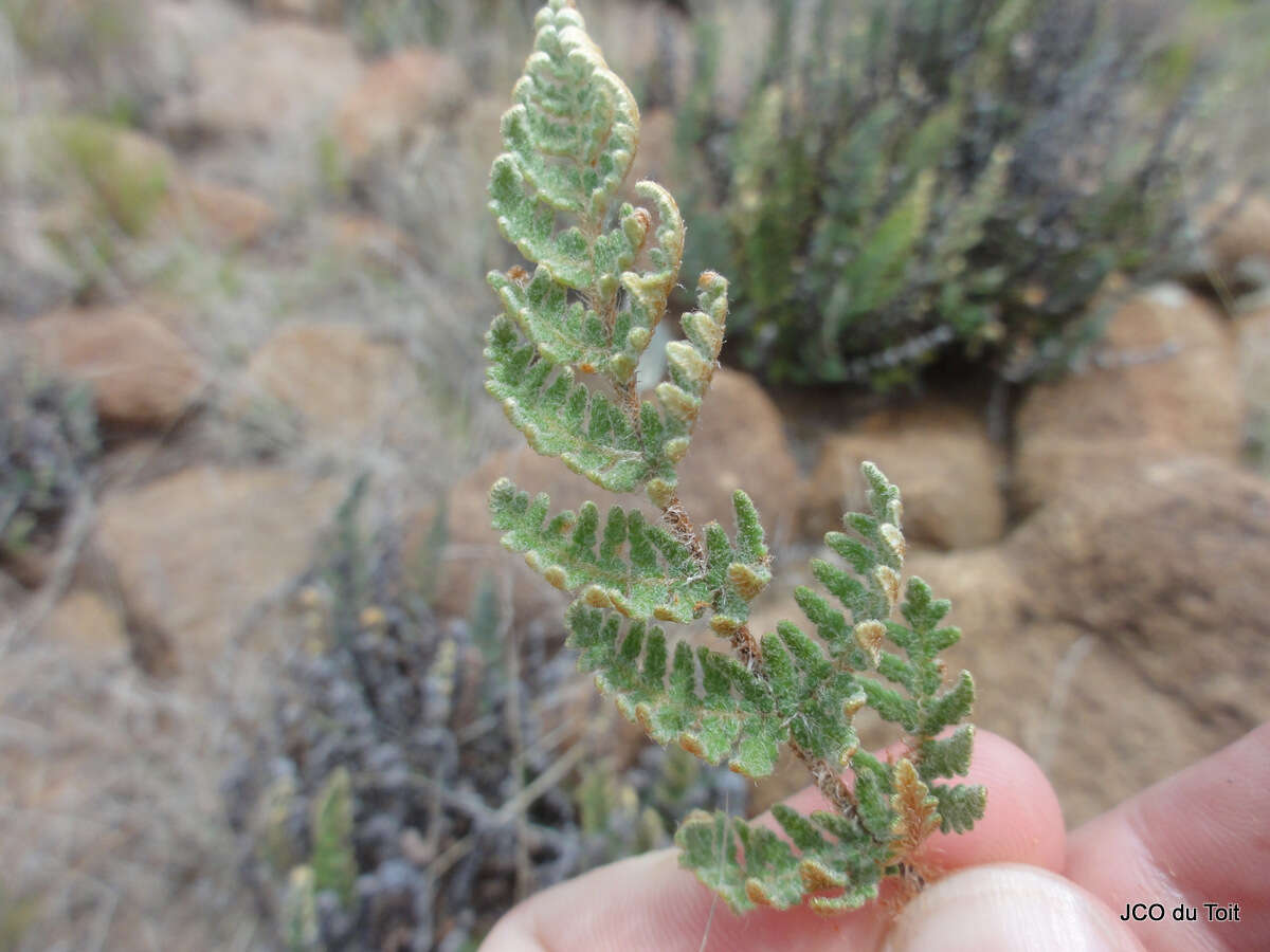 Plancia ëd Cheilanthes eckloniana (Kunze) Mett.