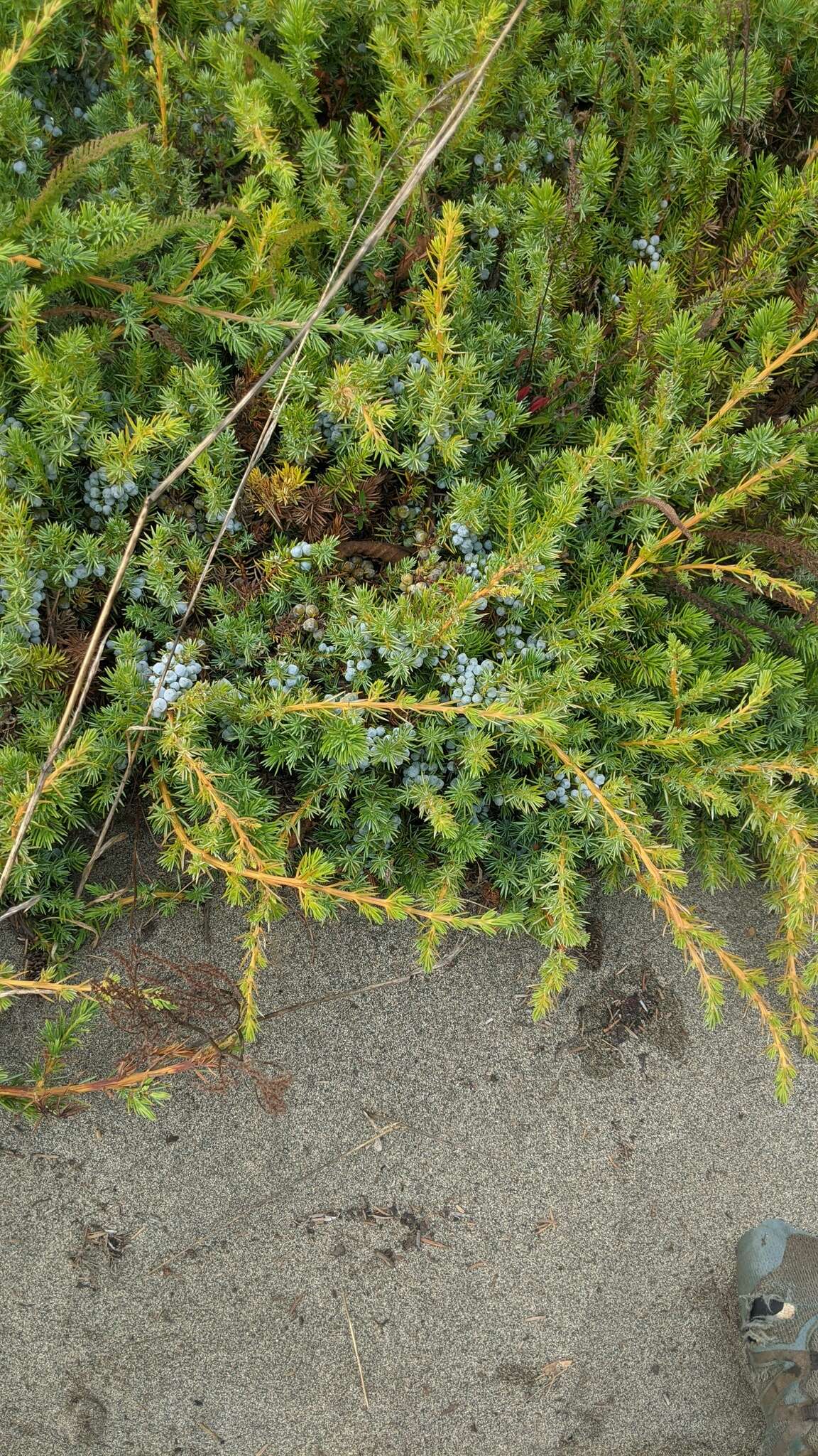 Juniperus rigida subsp. conferta (Parl.) Kitam. resmi