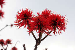 Imagem de Erythrina abyssinica DC.