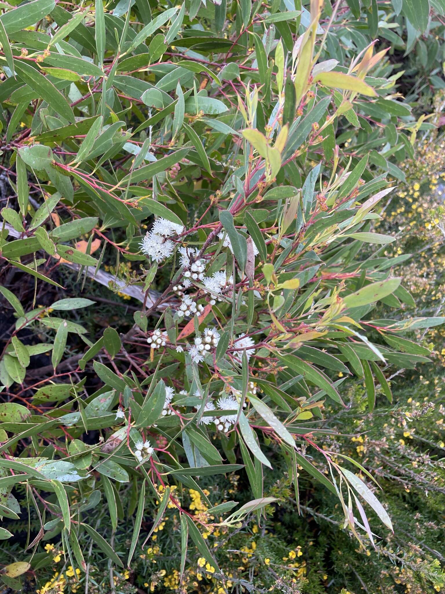 Image of Smithton peppermint gum