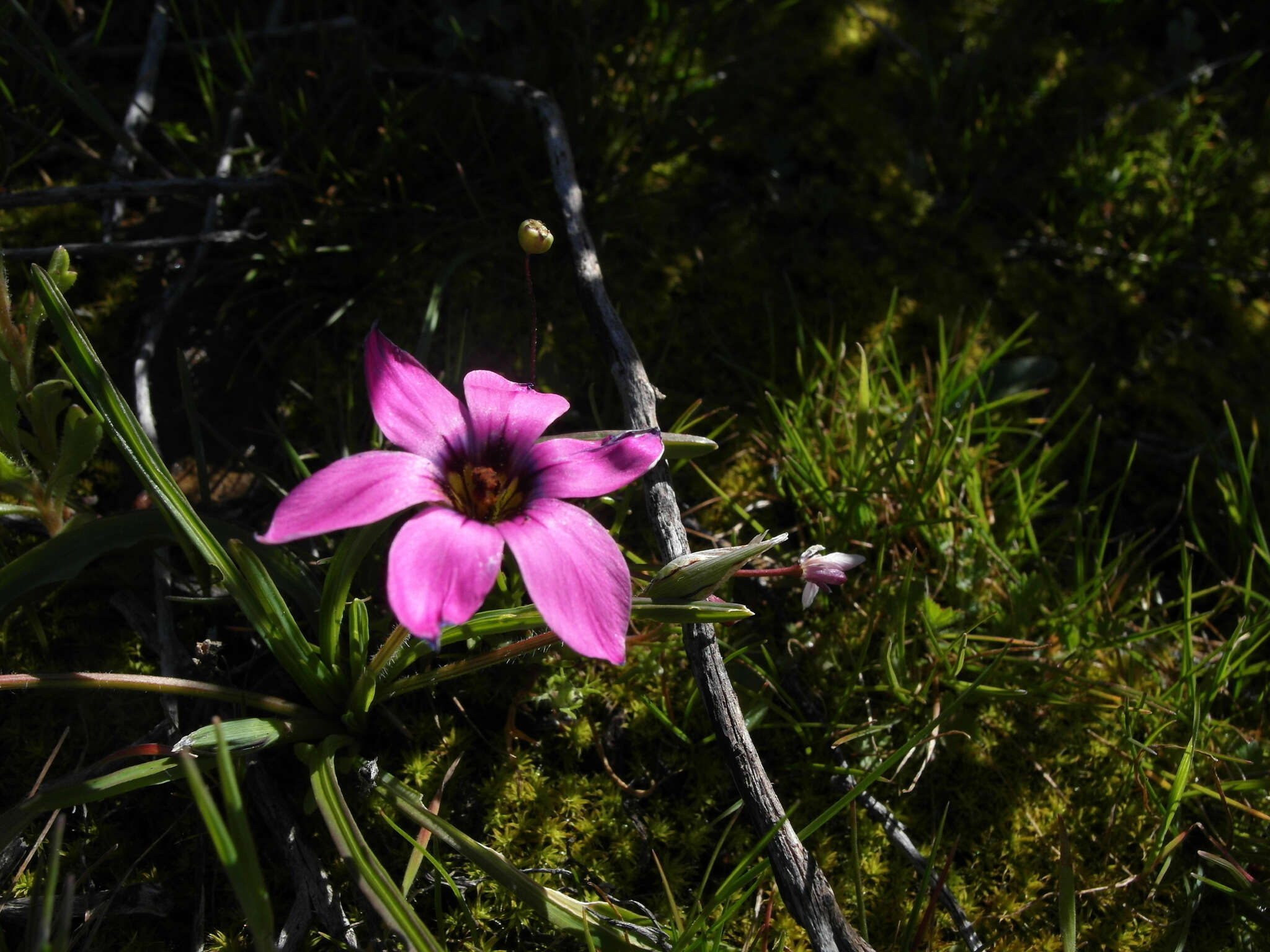 Image of Romulea tetragona M. P. de Vos