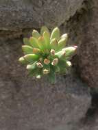 Image of Echeveria quitensis (Kunth) Lindley