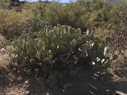 Opuntia riparia的圖片