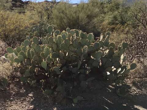 Image of Opuntia riparia