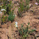 Image of Ixia saundersiana