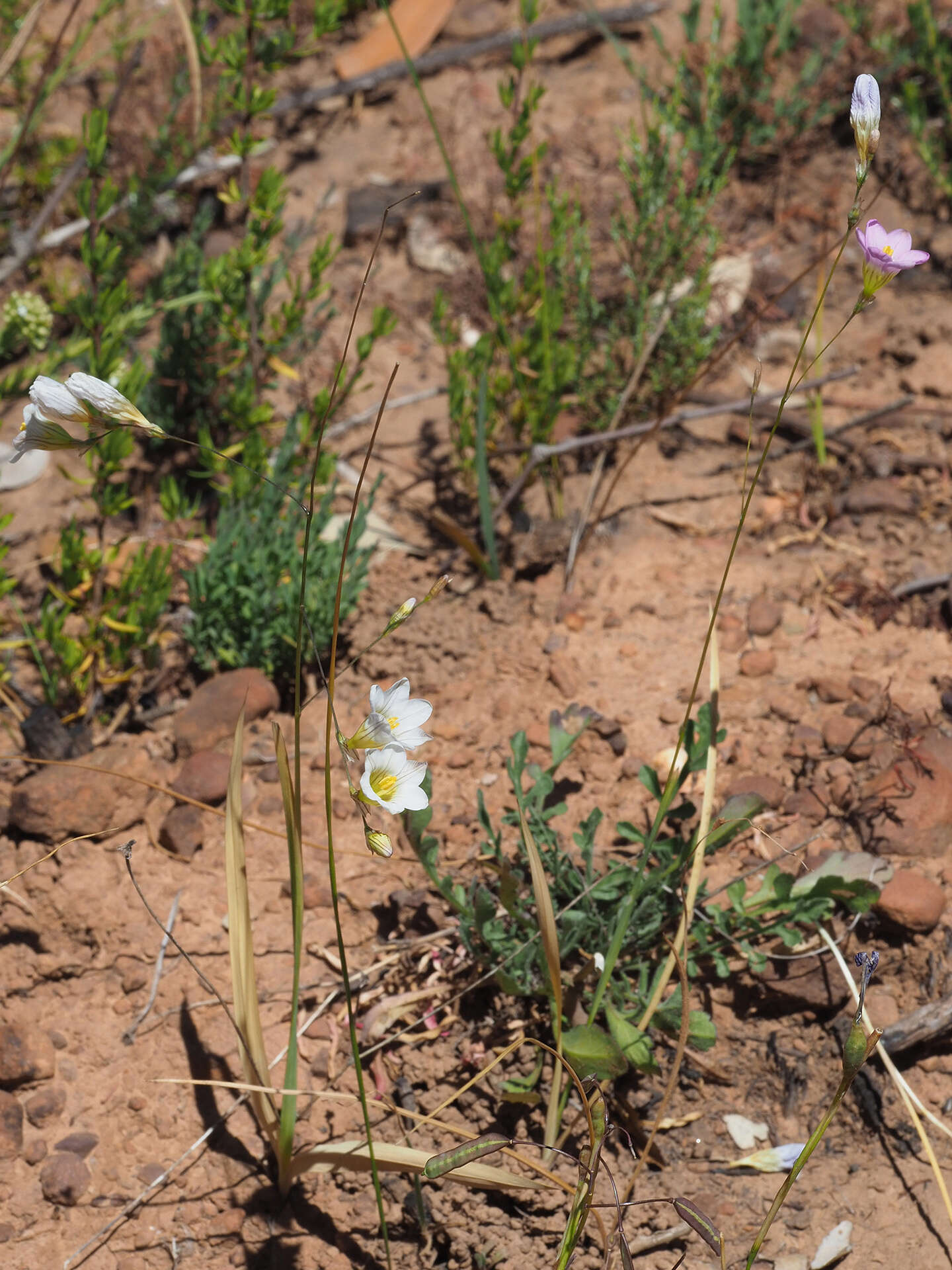 Image of Ixia saundersiana