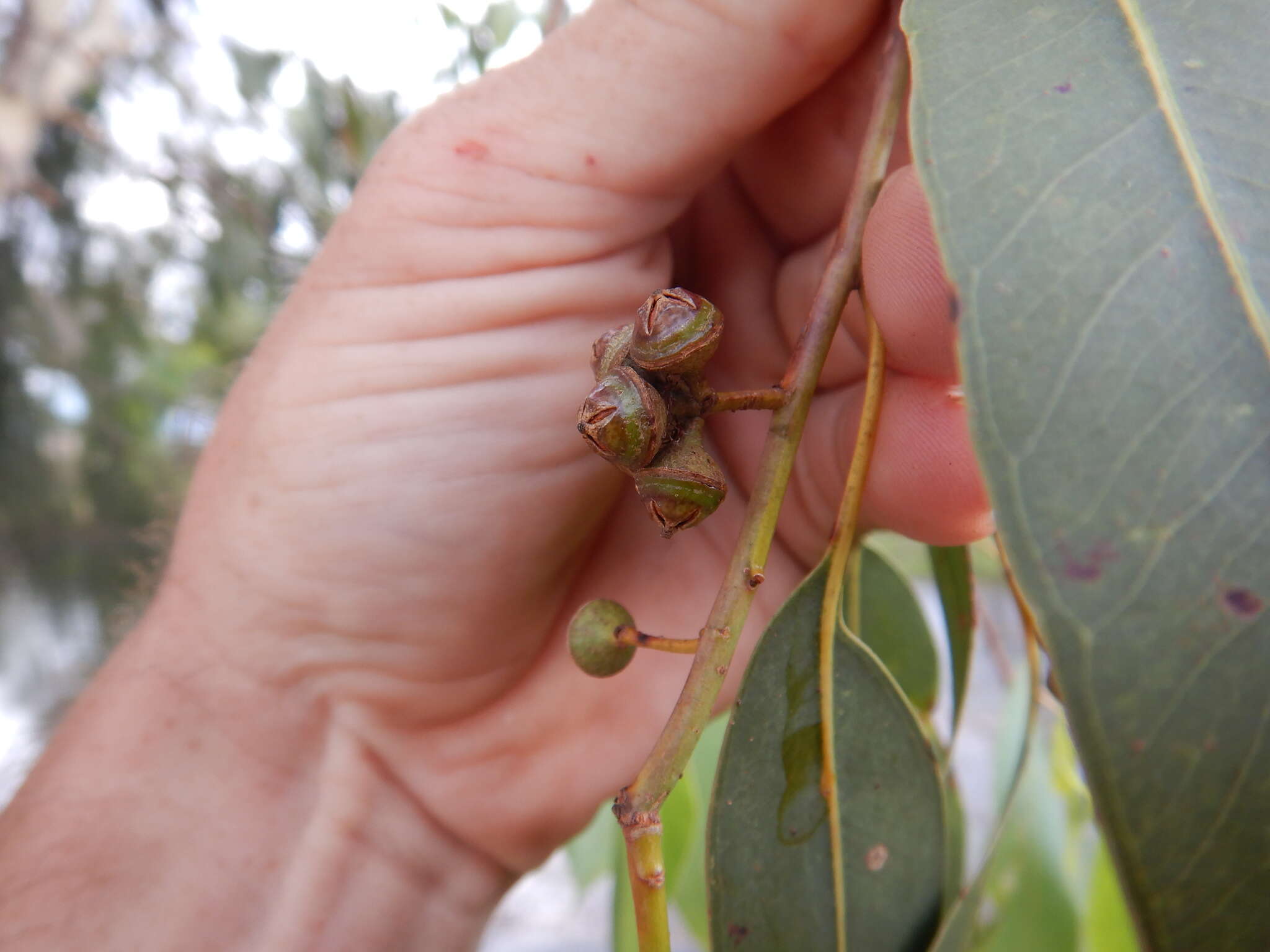 Слика од Eucalyptus camaldulensis subsp. acuta Brooker & M. W. Mc Donald