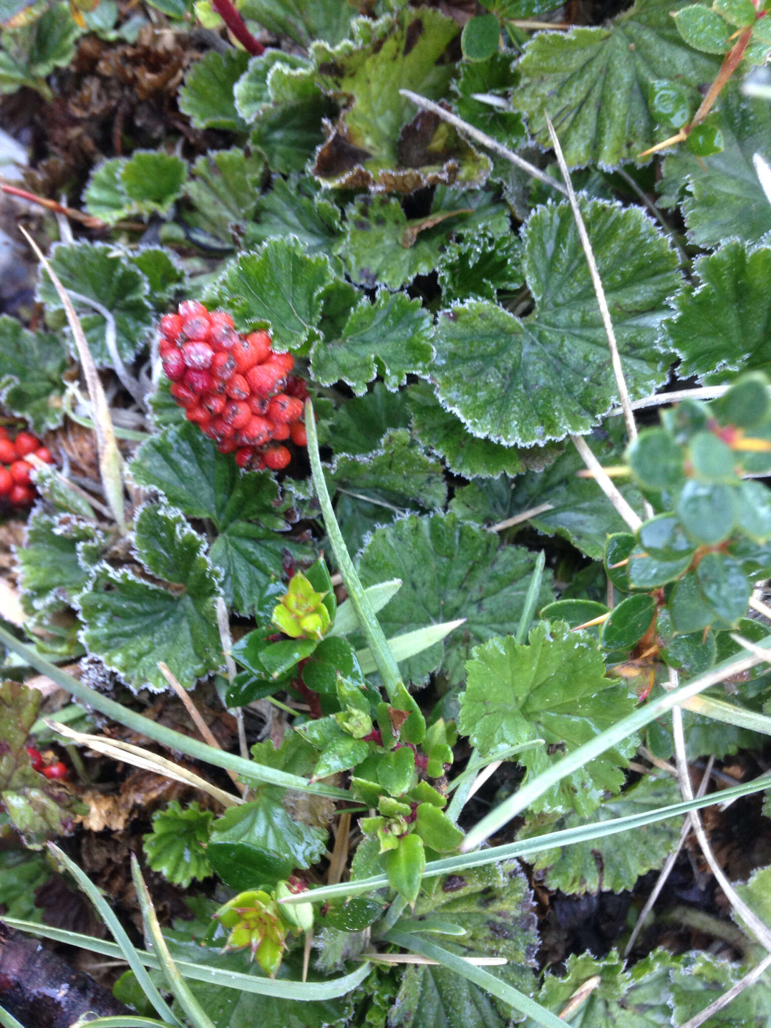 Sivun Gunnera magellanica Lam. kuva