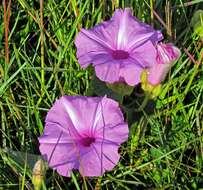 Image of Ipomoea descolei O'Donell