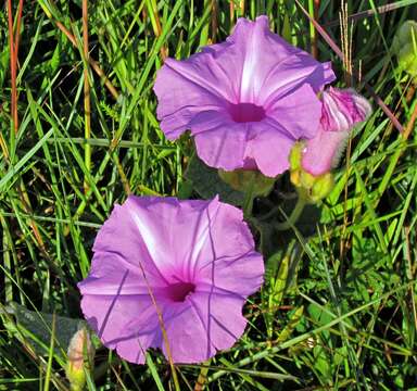 Plancia ëd Ipomoea descolei O'Donell