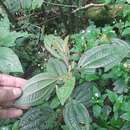 Miconia australis resmi