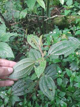 Image of Miconia australis