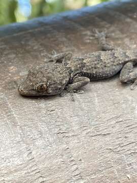 Image of East Canary Gecko