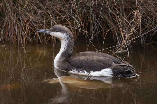 Image of Gavia arctica arctica (Linnaeus 1758)