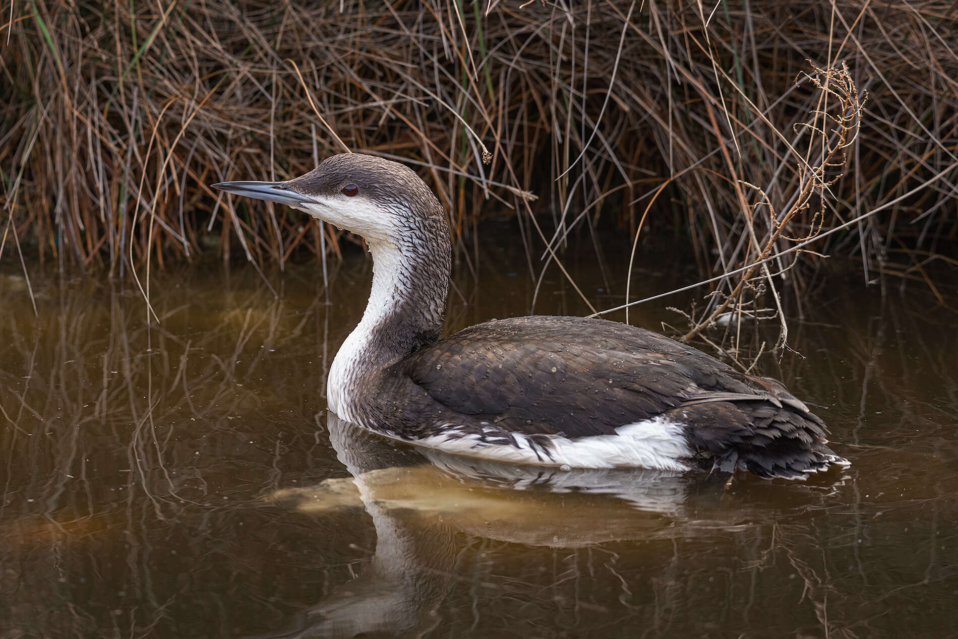 Imagem de Gavia arctica arctica (Linnaeus 1758)