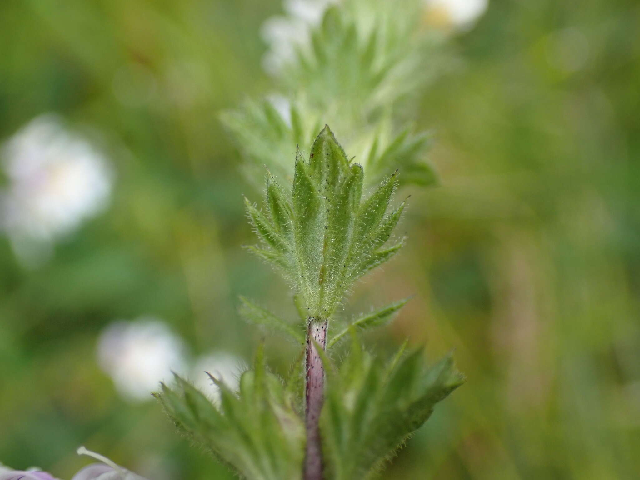 Imagem de Euphrasia officinalis L.