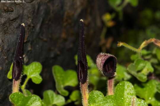 Image de Aristolochia wrightii Seem.