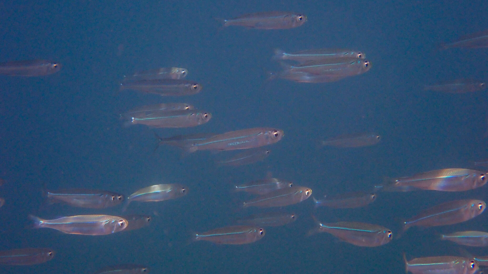 Image of Red Sea hardyhead silverside