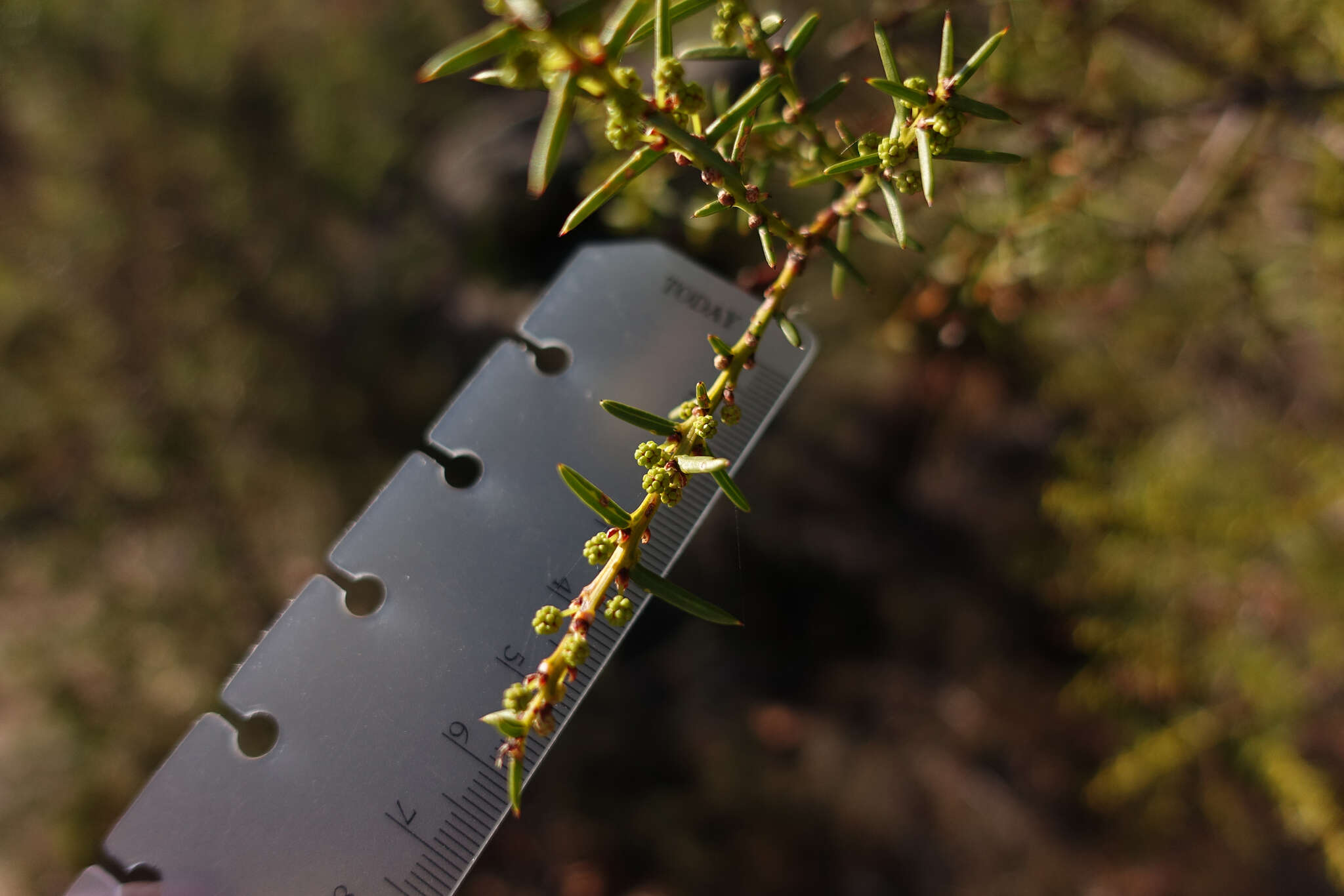 Image of juniper wattle