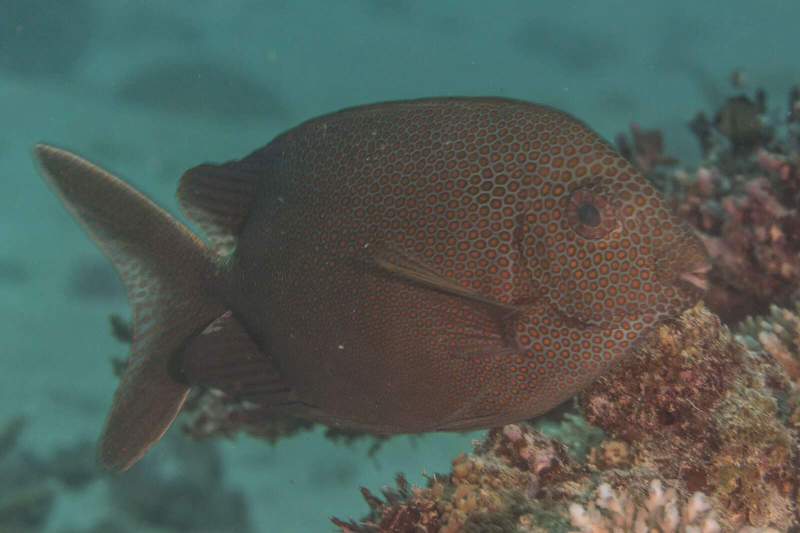 Image of Gold-spotted rabbitfish