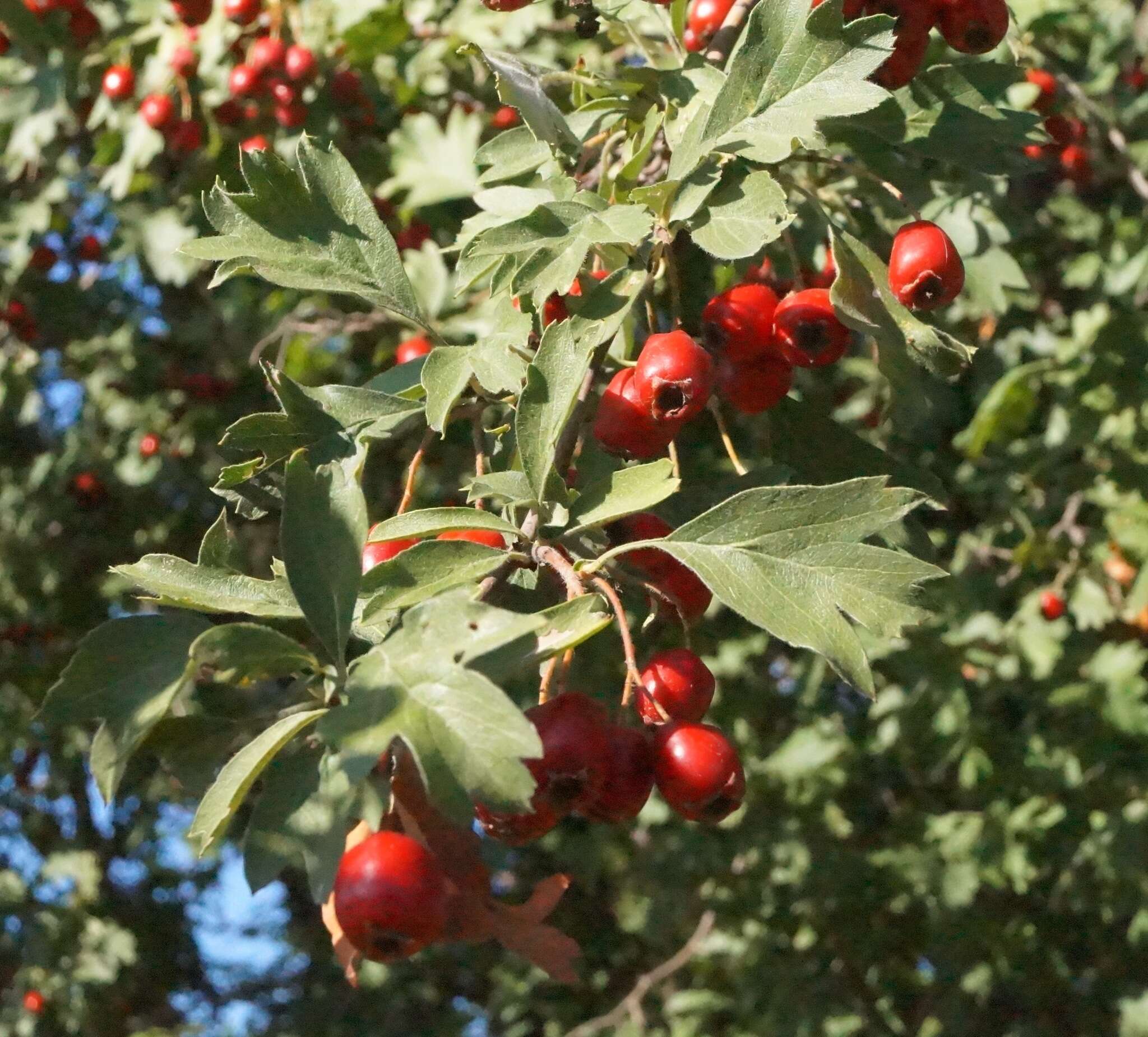 Image de Crataegus meyeri Pojark.