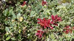 Слика од Arctostaphylos hookeri subsp. montana (Eastw.) P. V. Wells