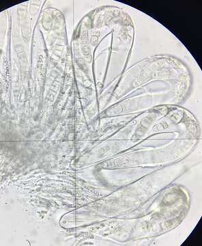 Image of Sporormiella heptamera (Auersw.) S. I. Ahmed & Cain 1972