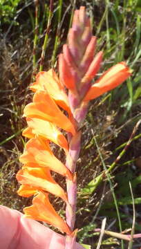 Image of Watsonia laccata (Jacq.) Ker Gawl.