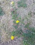 Image of South American evening primrose