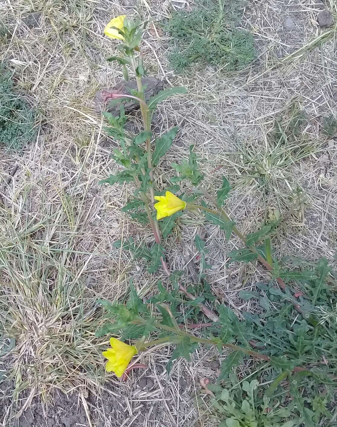 Imagem de Oenothera pubescens Willdenow ex Spreng.