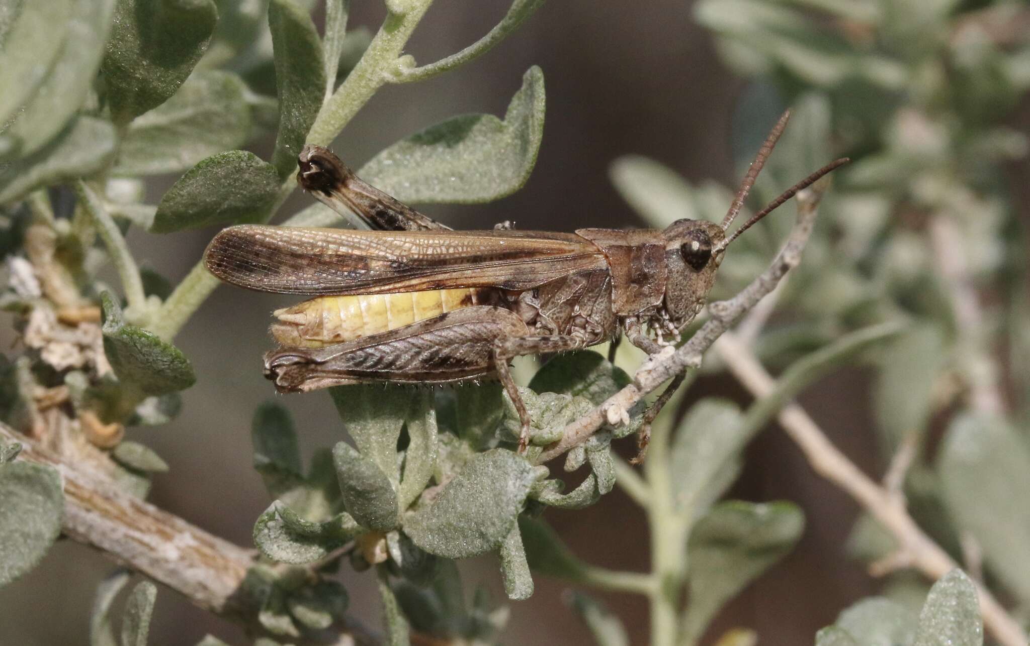 Chimarocephala elongata Rentz & D. C. F. 1977的圖片