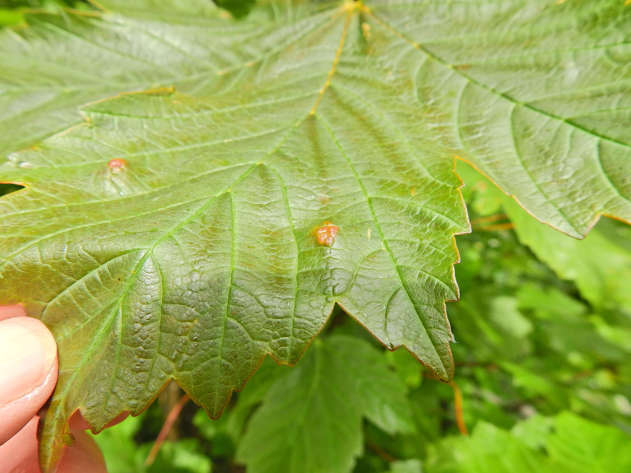 Image of Aceria pseudoplatani