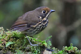 Image of Ochre-fronted Antpitta