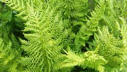 Image of American Alpine Lady Fern