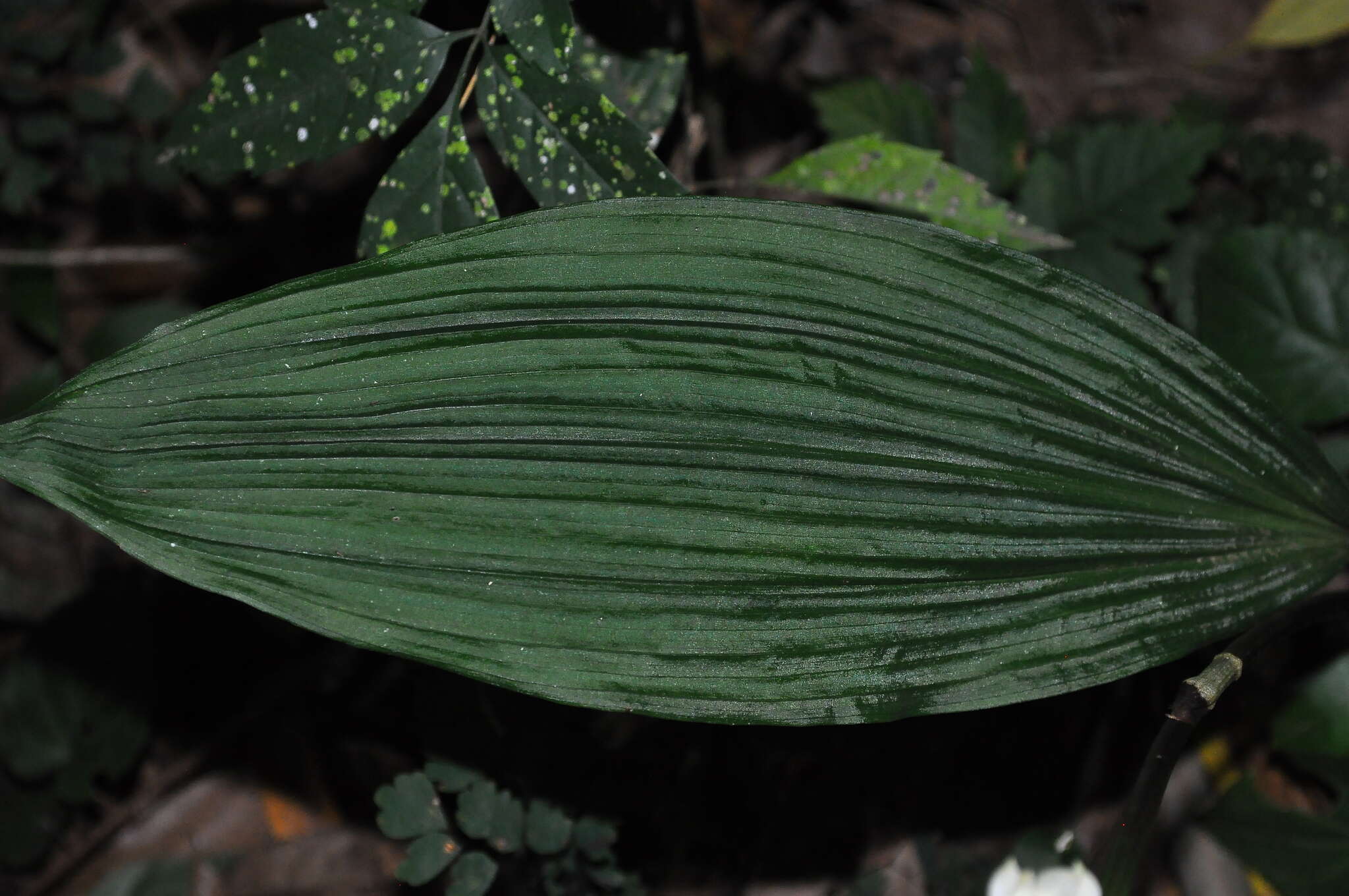 Govenia utriculata (Sw.) Lindl.的圖片