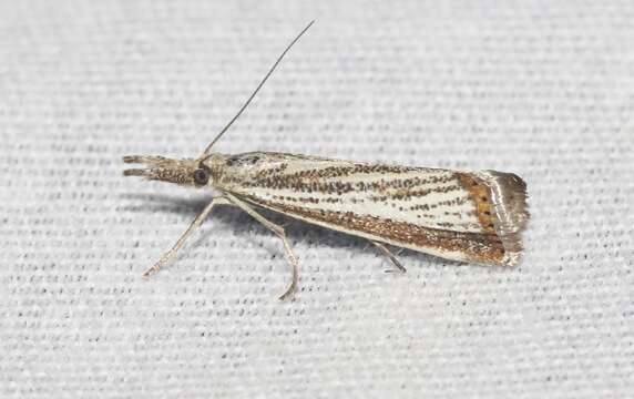 Image of Agriphila costalipartella