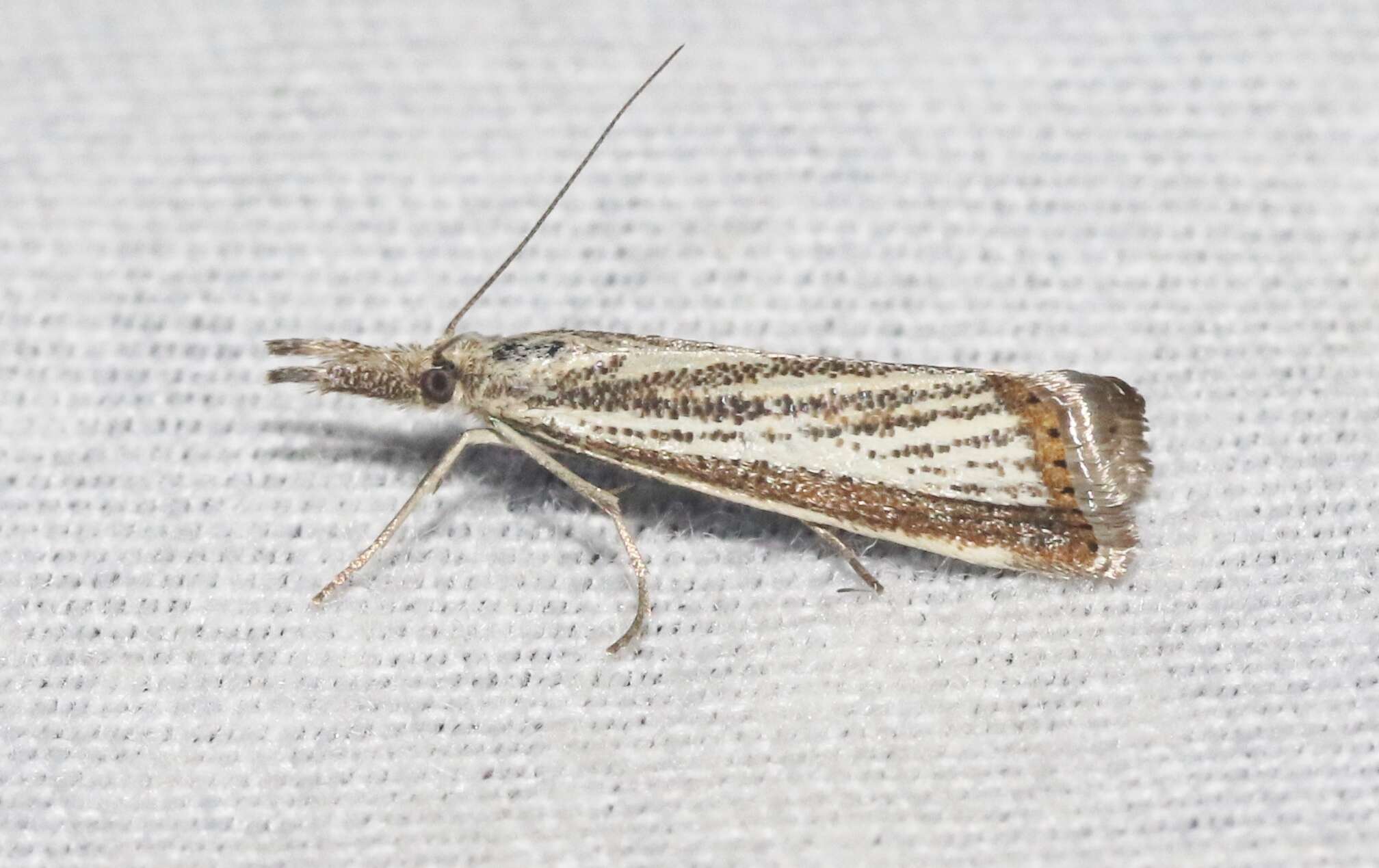 Слика од Agriphila costalipartella