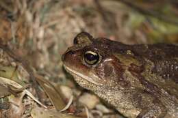 صورة Sclerophrys pardalis (Hewitt 1935)