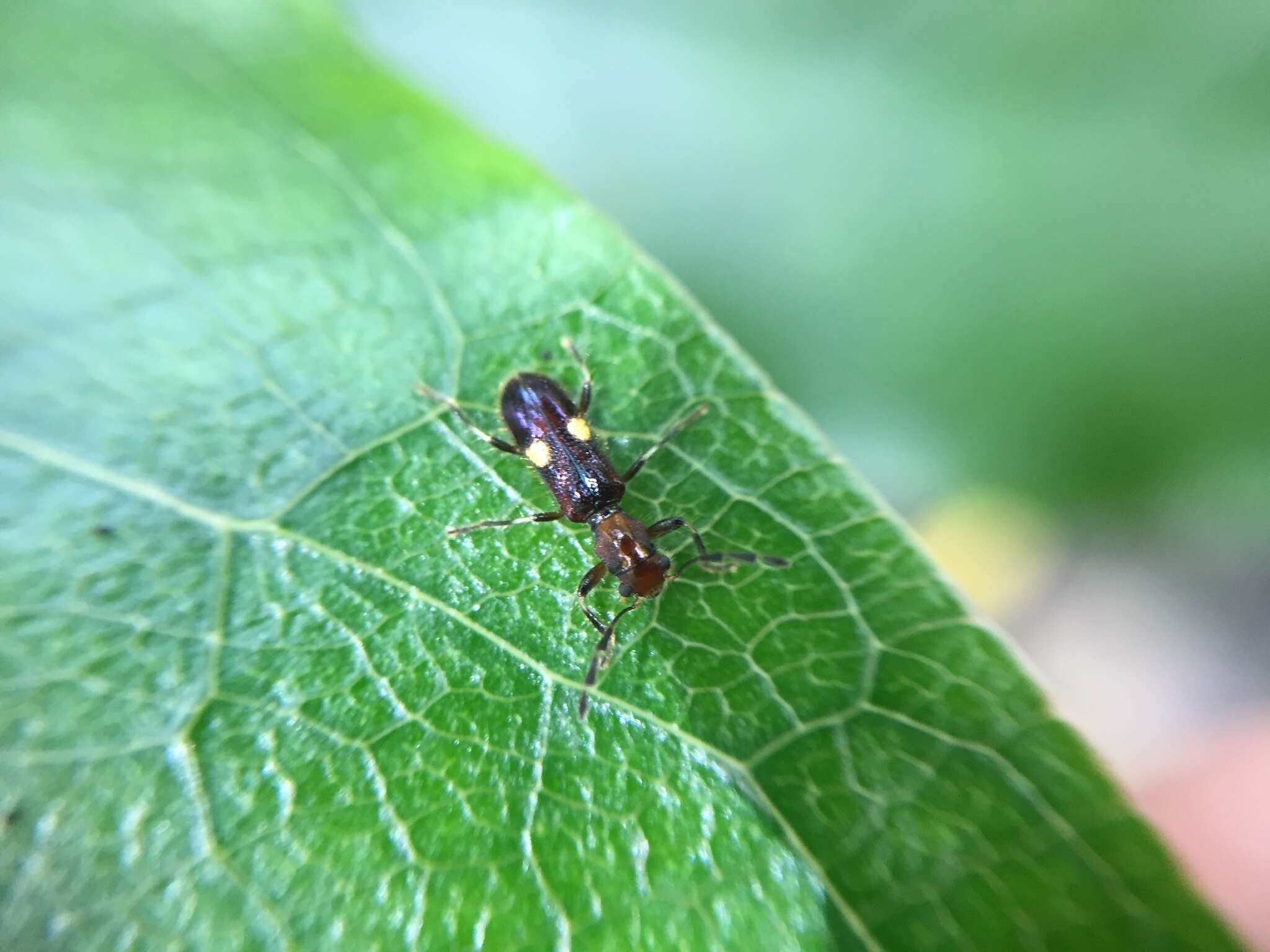 Image of <i>Phymatophaea hudsoni</i>