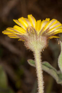 Image of Andryala integrifolia L.